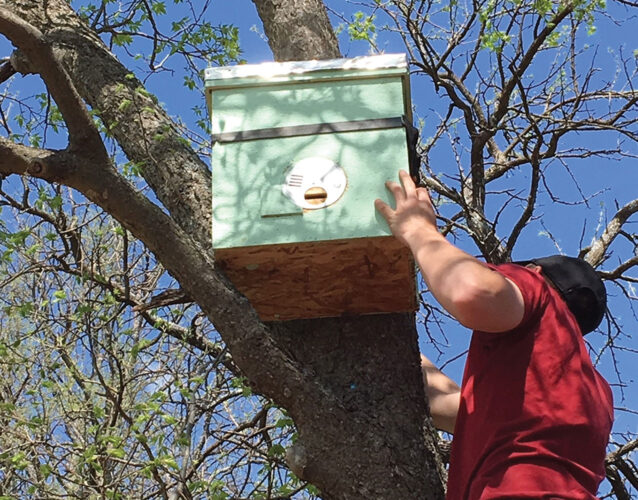 Building Beehives During Home Isolation
